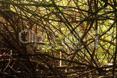 Dense Forest Bush