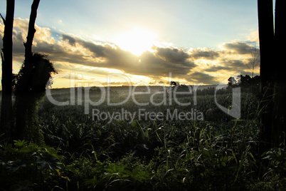 Dusk Over Banana Plantation