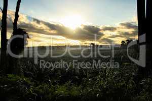 Dusk Over Banana Plantation