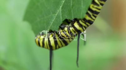 Macro of Caterpillar eating leaves