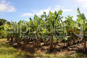 Banana Plantation in Sun