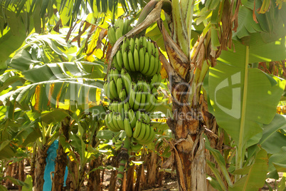 Large Banana Bunch