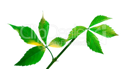 Green twig of grapes leaves (Parthenocissus quinquefolia foliage