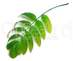 Green rowan leaves