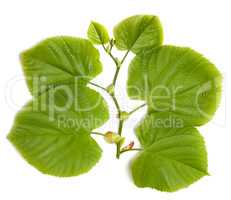 Spring tilia leafs