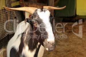 South African Indigenous Veld Goat Close-up