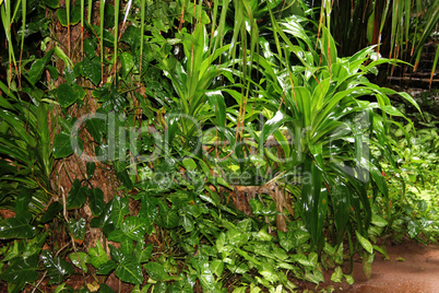 Wet Forest Plants