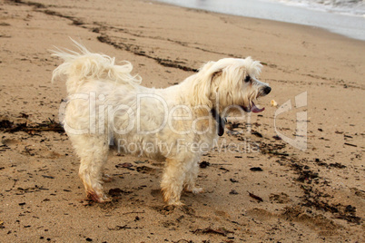 Close-up Tired Maltese Dog on Beach