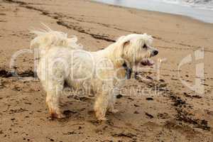 Close-up Tired Maltese Dog on Beach