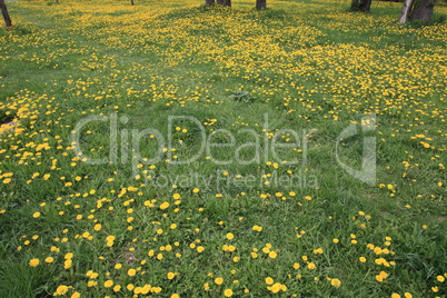 Dandelion at Spring