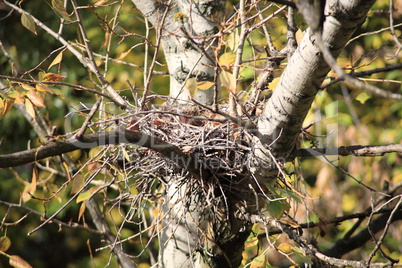 convolute nest on tree