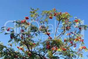 ashberry at dry sunny day