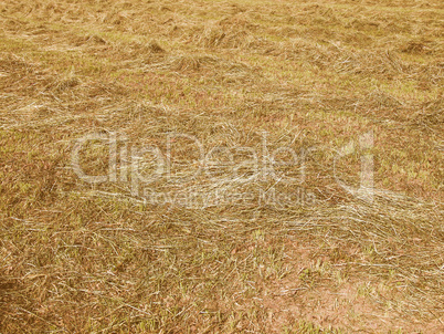 Retro looking Hay in a field