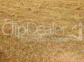 Retro looking Hay in a field