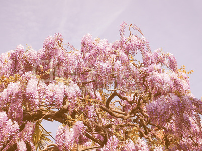 Retro looking Wisteria