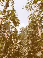 Retro looking Tomato plants