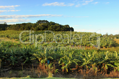 Banana Plantation