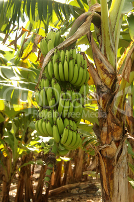 Large Banana Bunch Close-up