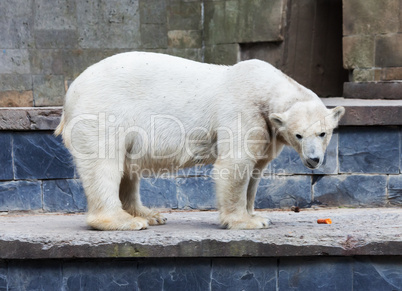 polar bear stands on a wall in animal park