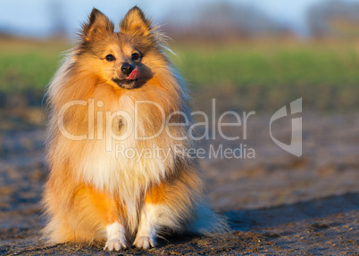young sheltie dog sits on country path