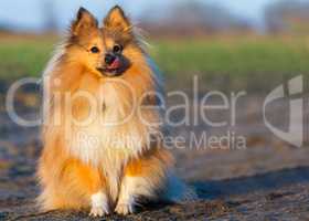 young sheltie dog sits on country path