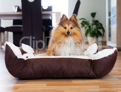 young shetland sheepdog sits in basket and looks to the camera
