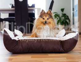 young shetland sheepdog sits in basket and looks to the camera