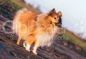 young sheltie dog stands on country lane