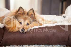 young shetland sheepdog lies in a basket and looks to the camera