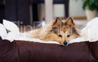 young shetland sheepdog lies in basket and looks to the camera