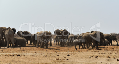 Elefantenherde in Namibia Afrika