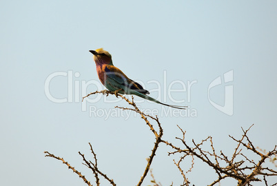 Gabelracke in Namibia Afrika