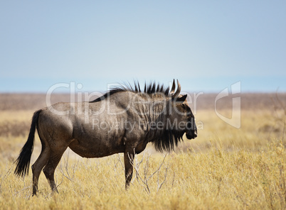 Streifengnus in Namibia Afrika