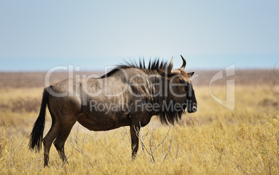 Streifengnus in Namibia Afrika