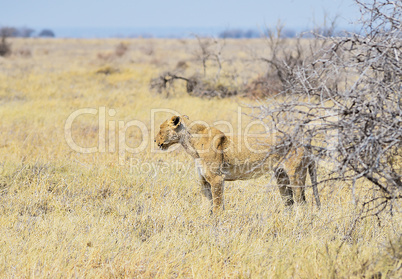 Löwin in Namibia Afrika