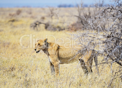 Löwin in Namibia Afrika