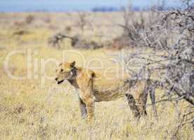 Löwin in Namibia Afrika