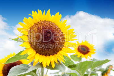 Strahlendes Gelb einer Sonnenblume vor wolkigem Hintergrund