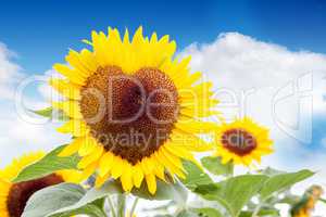 Das Herz der Sonne - Eine herzförmige Sonnenblume vor strahlend blauem Himmel