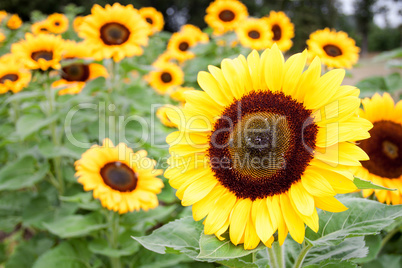 Feld in Gelb und Grün - Ein Feld voller Sonnenblumen