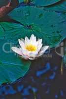 Water Lily