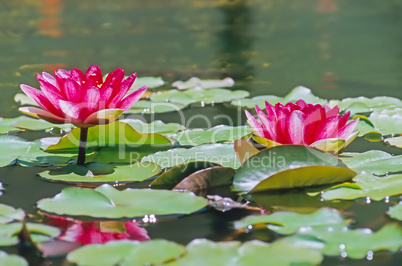 Water Lily