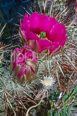 Cactus Flower