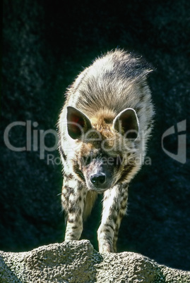 Hyena