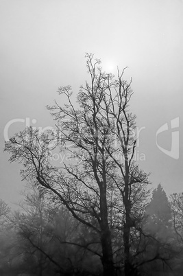 Fog in forest