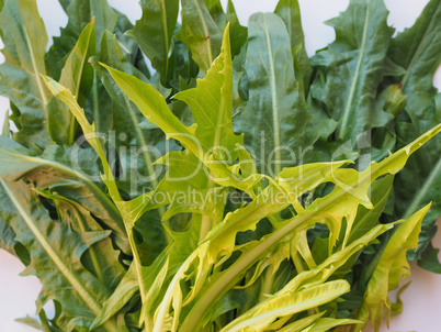 Catalonian chicory salad