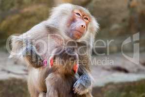 milk drinking ape child on his mother