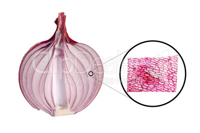 Onion epidermus micrograph