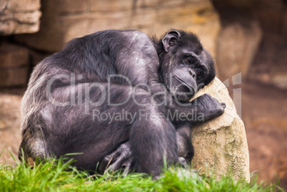 sad ape on a stone