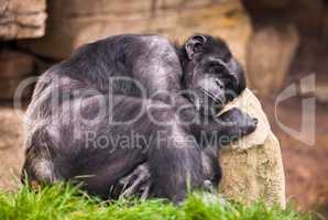 sad ape on a stone